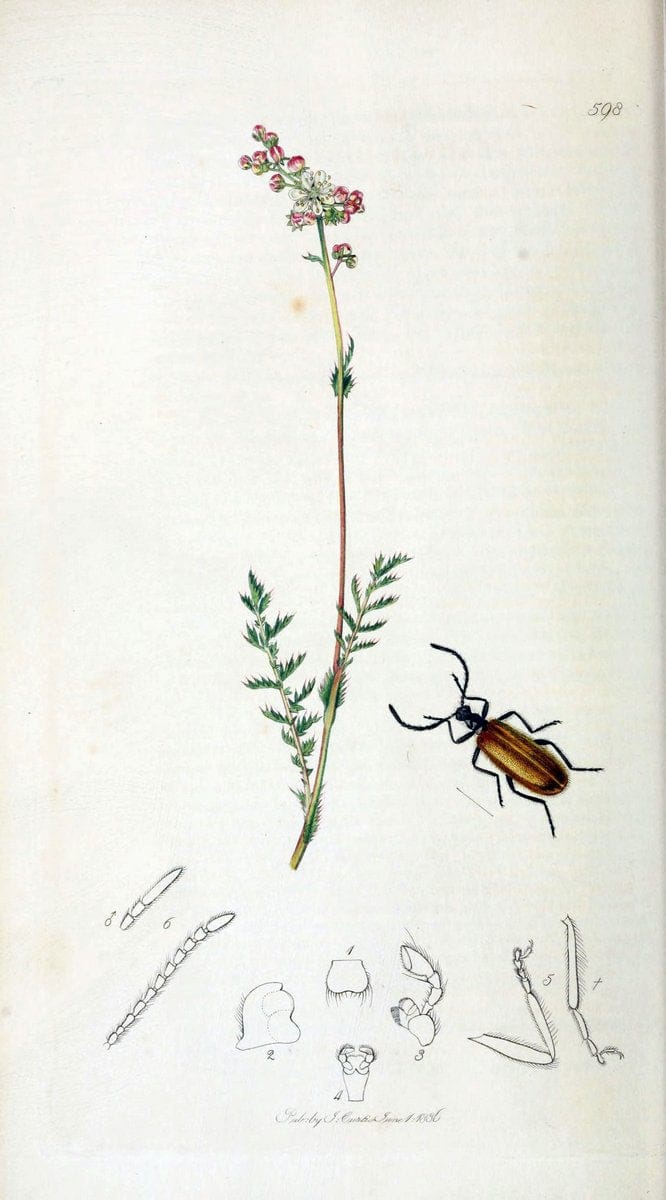 British entomology. v.2London,Printed for the author,1823-40. |  | Vintage Print Reproduction 464154