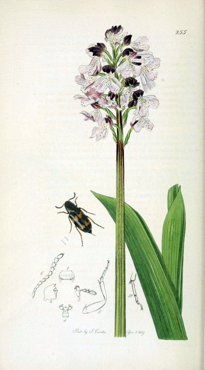 British entomology. v.2London,Printed for the author,1823-40. |  | Vintage Print Reproduction 464155