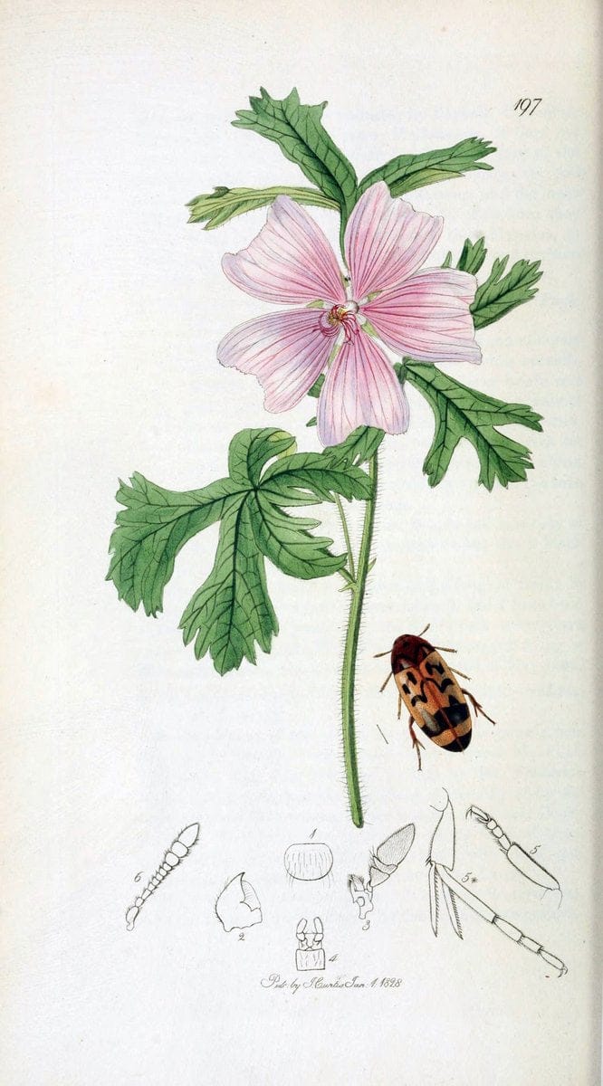 British entomology. v.2London,Printed for the author,1823-40. |  | Vintage Print Reproduction 464157