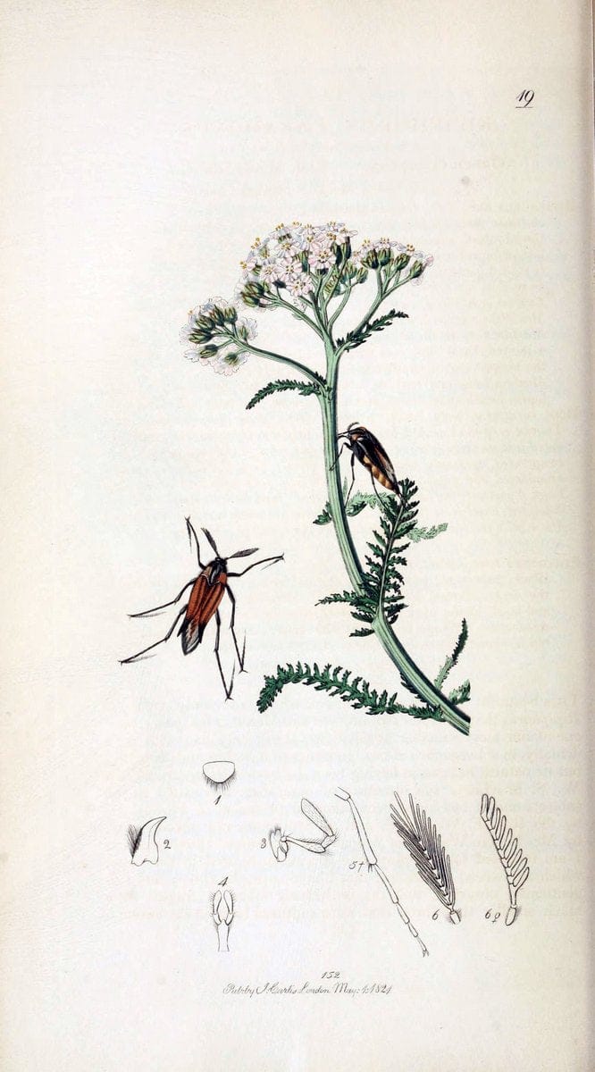 British entomology. v.2London,Printed for the author,1823-40. |  | Vintage Print Reproduction 464159