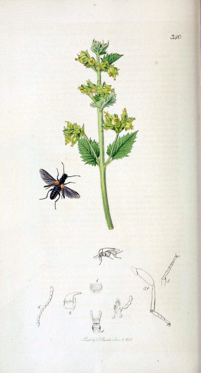 British entomology. v.2London,Printed for the author,1823-40. |  | Vintage Print Reproduction 464160