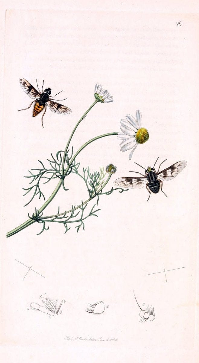 British entomology;.London,Printed for the author,1823-1840 [i.e. 1840].. |  | Vintage Print Reproduction 464163