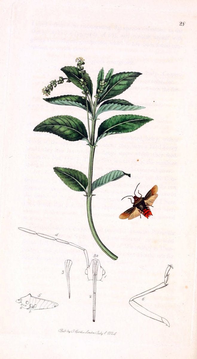 British entomology;.London,Printed for the author,1823-1840 [i.e. 1840].. |  | Vintage Print Reproduction 464165