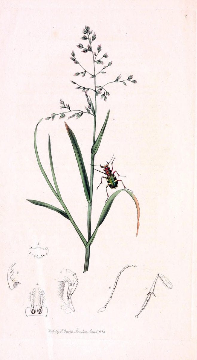 British entomology;.London,Printed for the author,1823-1840 [i.e. 1840].. |  | Vintage Print Reproduction 464166
