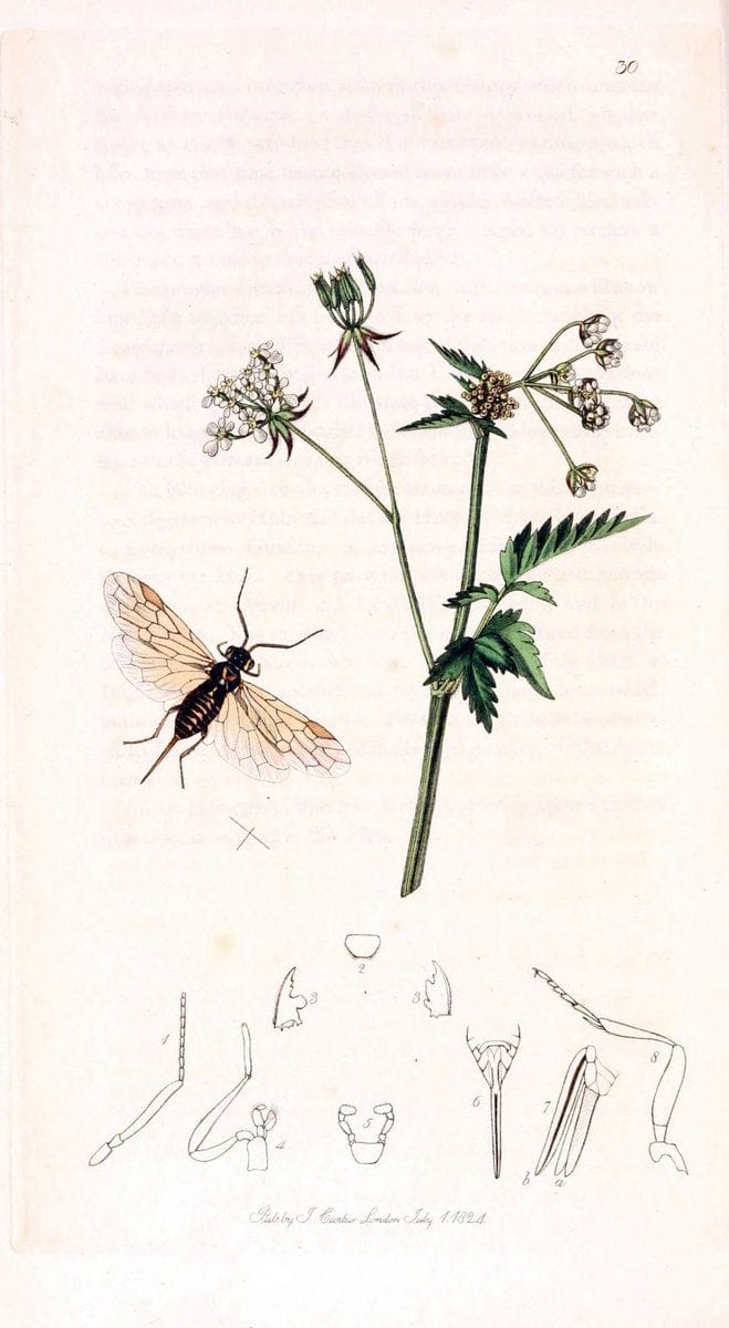 British entomology;.London,Printed for the author,1823-1840 [i.e. 1840].. |  | Vintage Print Reproduction 464168
