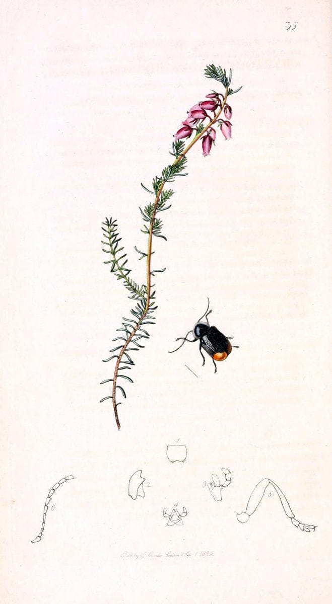 British entomology;.London,Printed for the author,1823-1840 [i.e. 1840].. |  | Vintage Print Reproduction 464173