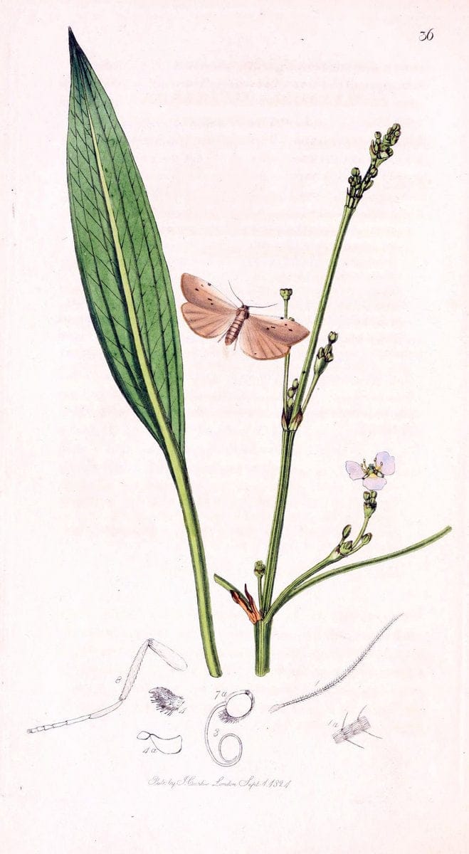 British entomology;.London,Printed for the author,1823-1840 [i.e. 1840].. |  | Vintage Print Reproduction 464174