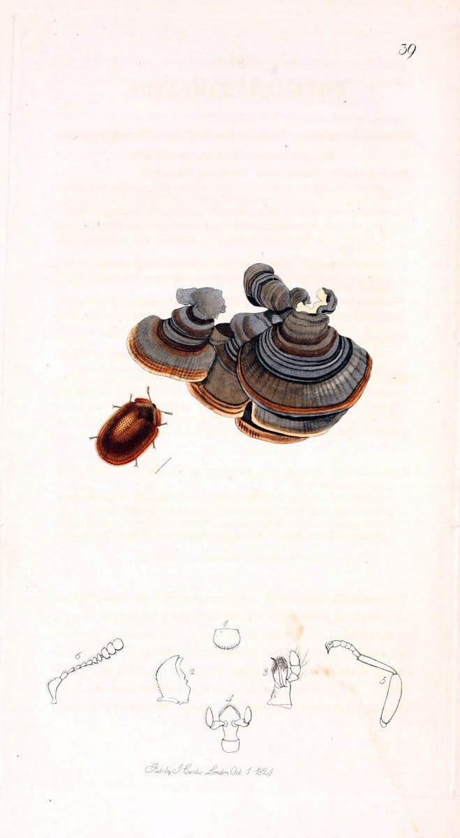 British entomology;.London,Printed for the author,1823-1840 [i.e. 1840].. |  | Vintage Print Reproduction 464178