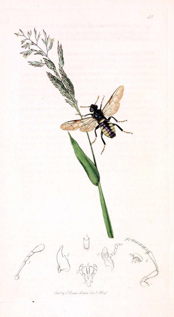 British entomology;.London,Printed for the author,1823-1840 [i.e. 1840].. |  | Vintage Print Reproduction 464180