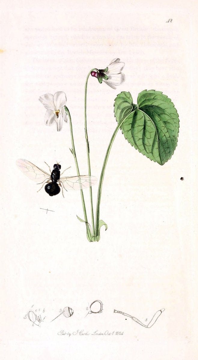 British entomology;.London,Printed for the author,1823-1840 [i.e. 1840].. |  | Vintage Print Reproduction 464181