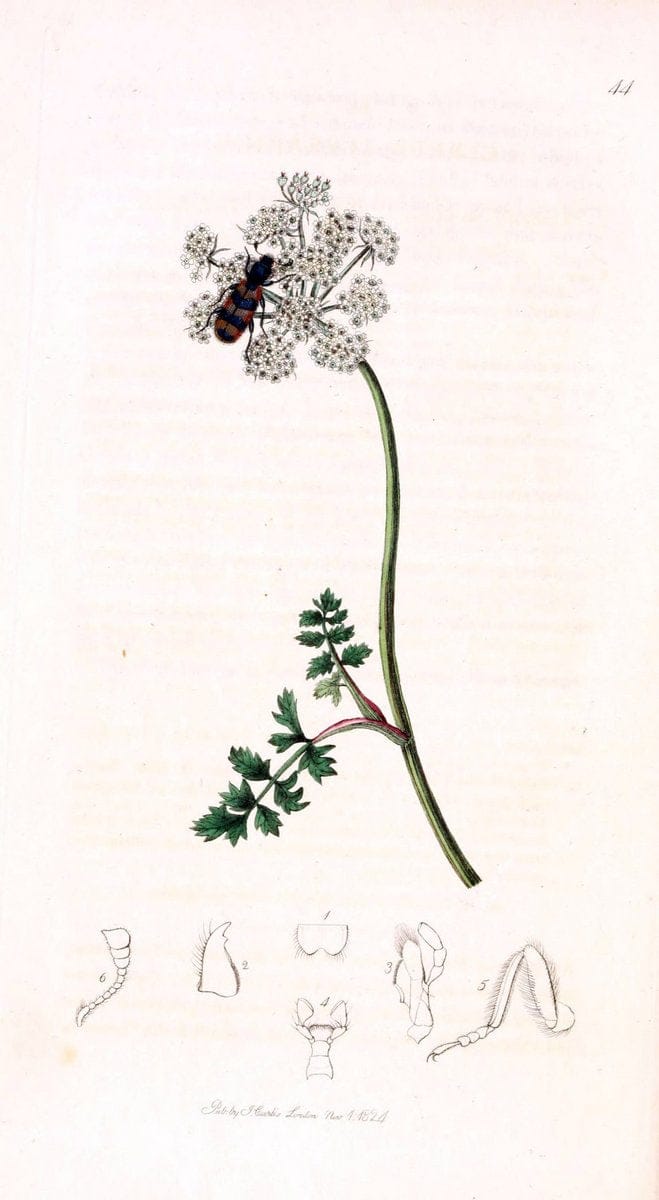 British entomology;.London,Printed for the author,1823-1840 [i.e. 1840].. |  | Vintage Print Reproduction 464182