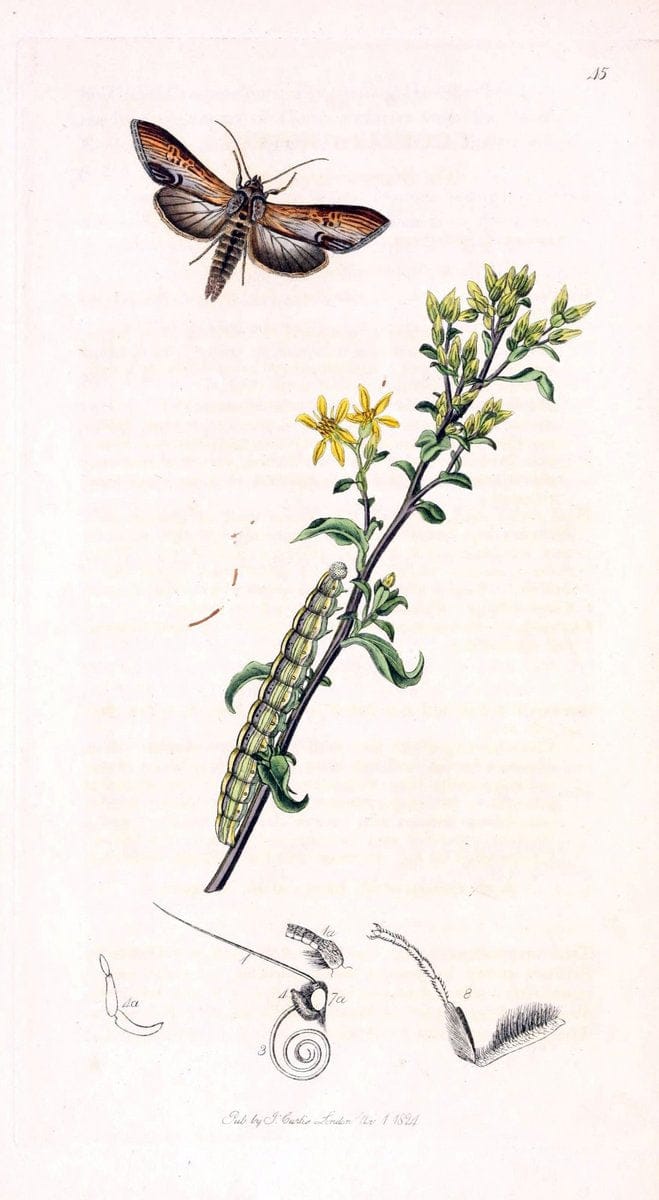 British entomology;.London,Printed for the author,1823-1840 [i.e. 1840].. |  | Vintage Print Reproduction 464183