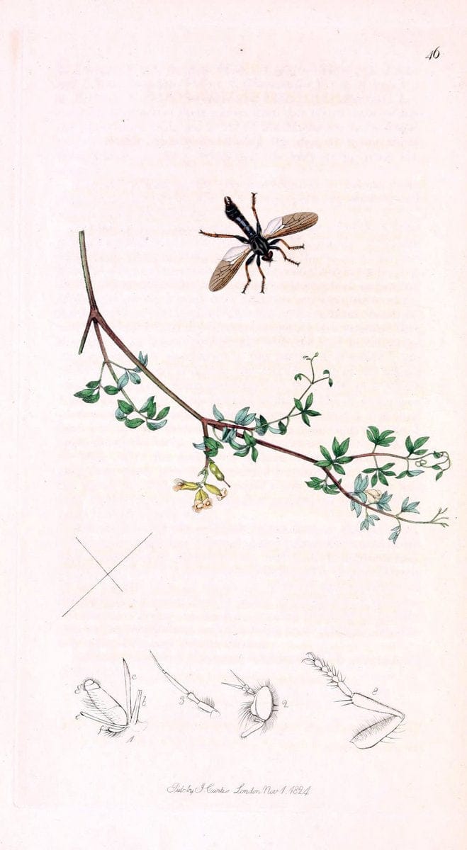 British entomology;.London,Printed for the author,1823-1840 [i.e. 1840].. |  | Vintage Print Reproduction 464184