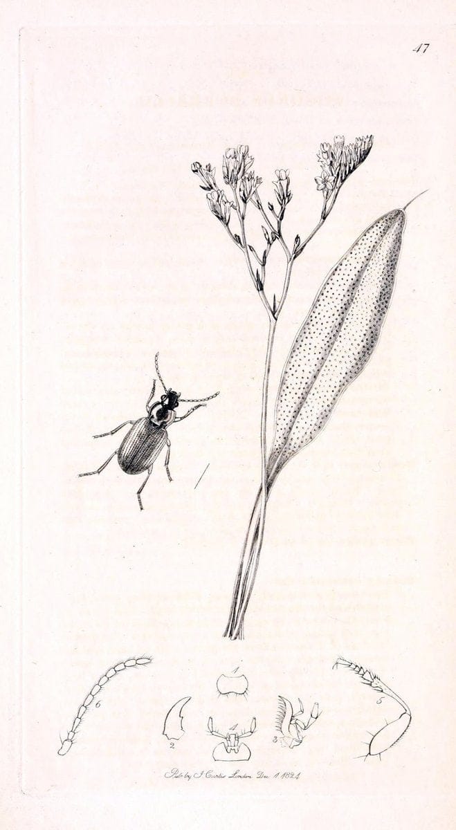 British entomology;.London,Printed for the author,1823-1840 [i.e. 1840].. |  | Vintage Print Reproduction 464185