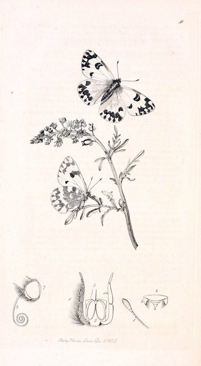 British entomology;.London,Printed for the author,1823-1840 [i.e. 1840].. |  | Vintage Print Reproduction 464186