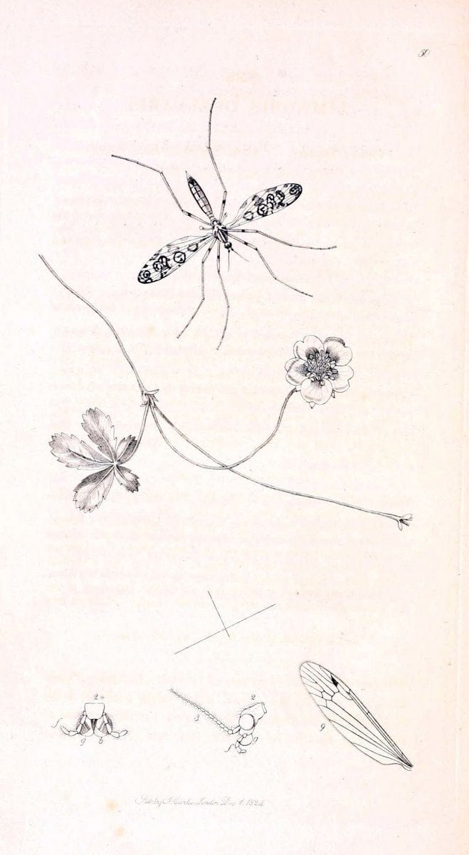 British entomology;.London,Printed for the author,1823-1840 [i.e. 1840].. |  | Vintage Print Reproduction 464189