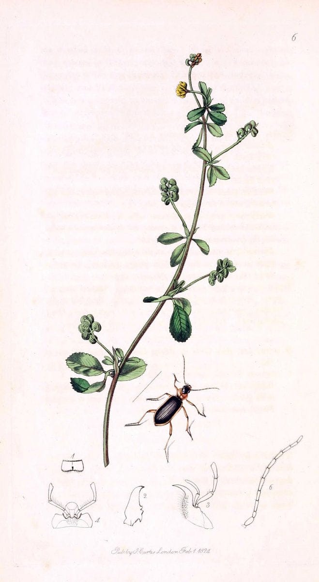 British entomology;.London,Printed for the author,1823-1840 [i.e. 1840].. |  | Vintage Print Reproduction 464192