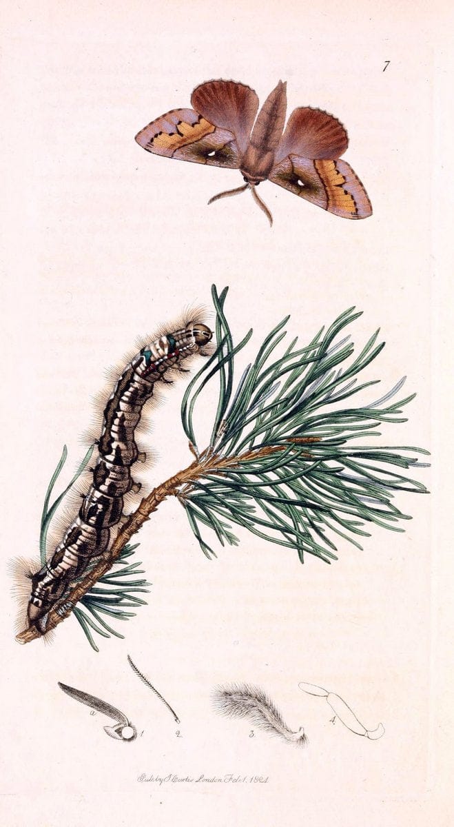 British entomology;.London,Printed for the author,1823-1840 [i.e. 1840].. |  | Vintage Print Reproduction 464193