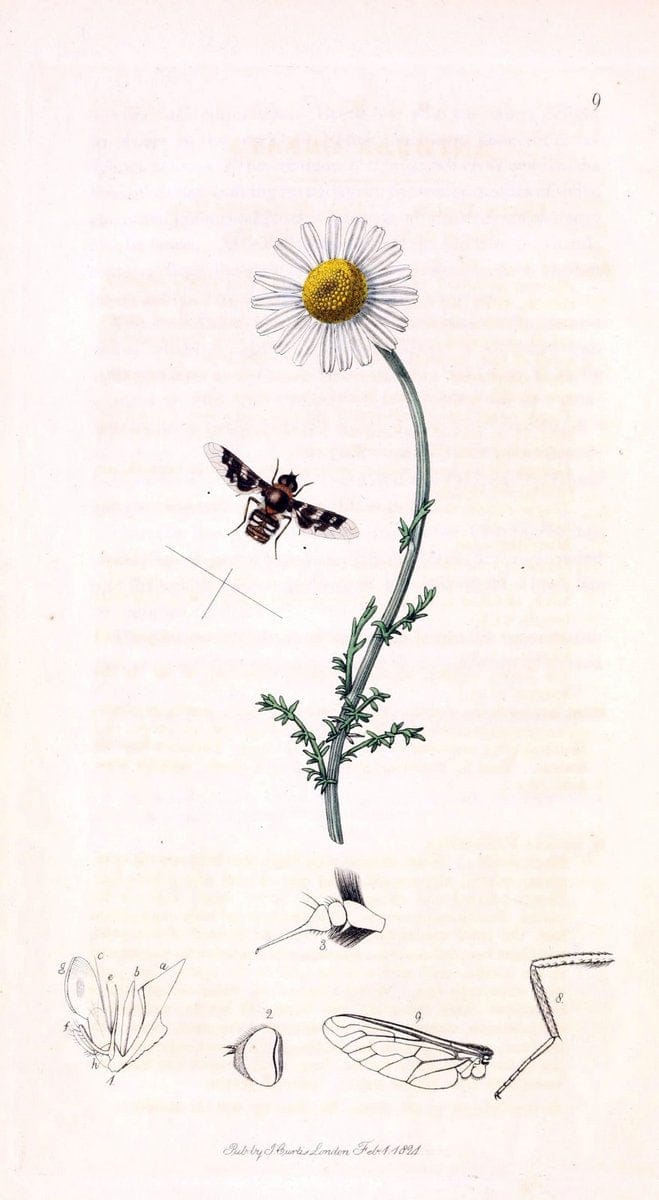 British entomology;.London,Printed for the author,1823-1840 [i.e. 1840].. |  | Vintage Print Reproduction 464195