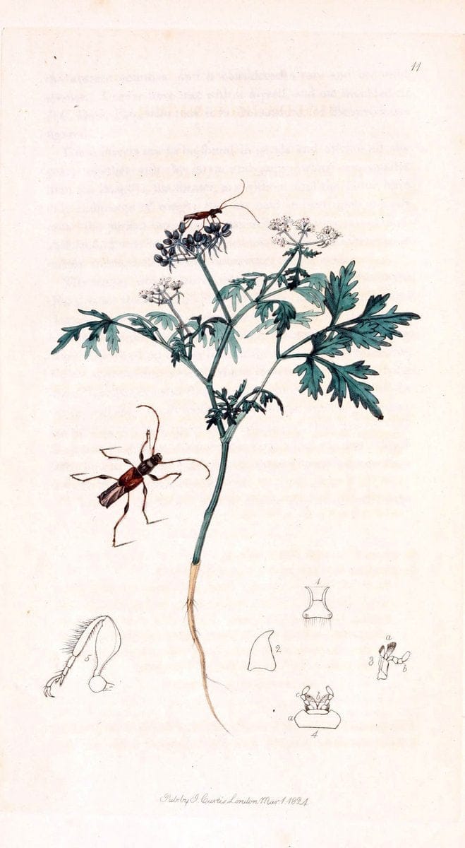 British entomology;.London,Printed for the author,1823-1840 [i.e. 1840].. |  | Vintage Print Reproduction 464197