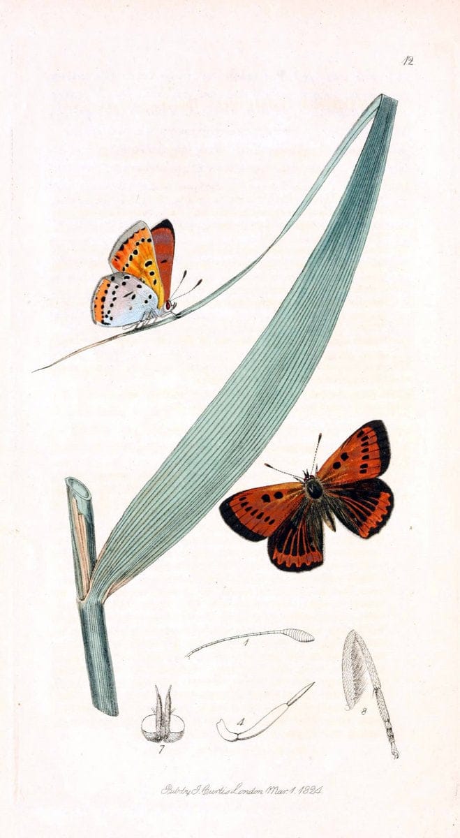 British entomology;.London,Printed for the author,1823-1840 [i.e. 1840].. |  | Vintage Print Reproduction 464198