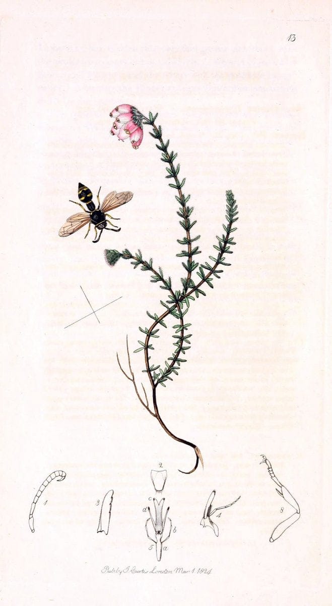 British entomology;.London,Printed for the author,1823-1840 [i.e. 1840].. |  | Vintage Print Reproduction 464199