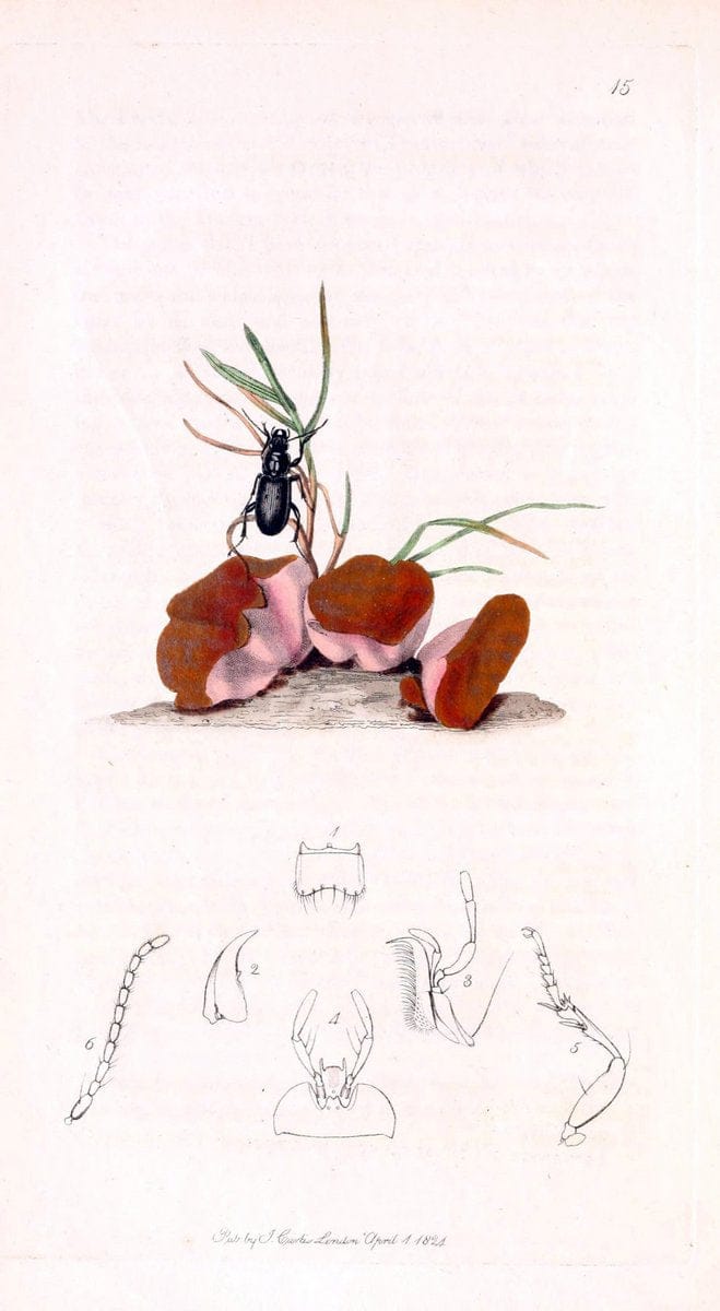 Dragable Image