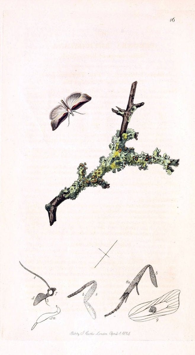 British entomology;.London,Printed for the author,1823-1840 [i.e. 1840].. |  | Vintage Print Reproduction 464202
