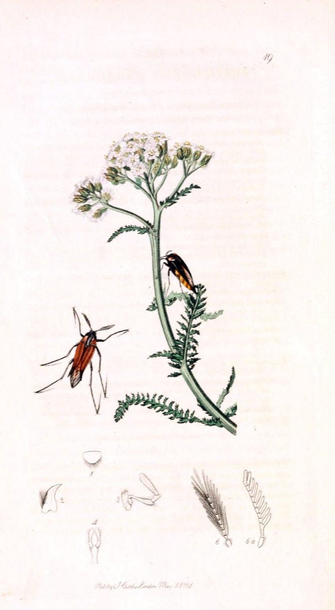 British entomology;.London,Printed for the author,1823-1840 [i.e. 1840].. |  | Vintage Print Reproduction 464205