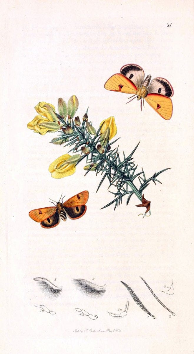 British entomology;.London,Printed for the author,1823-1840 [i.e. 1840].. |  | Vintage Print Reproduction 464207