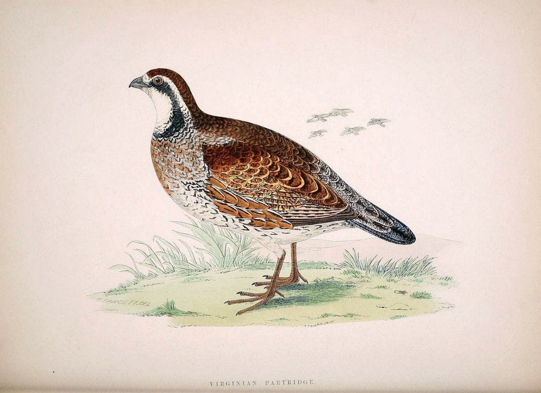 British game birds and wildfowl /.London :Groombridge and Sons . ,1855.  | Birds "Game and game-birds" "Great Britain" "Pictorial works" | Vintage Print Reproduction 464211