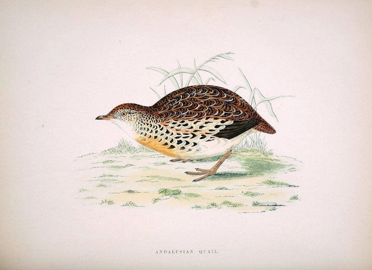 British game birds and wildfowl /.London :Groombridge and Sons . ,1855.  | Birds "Game and game-birds" "Great Britain" "Pictorial works" | Vintage Print Reproduction 464213