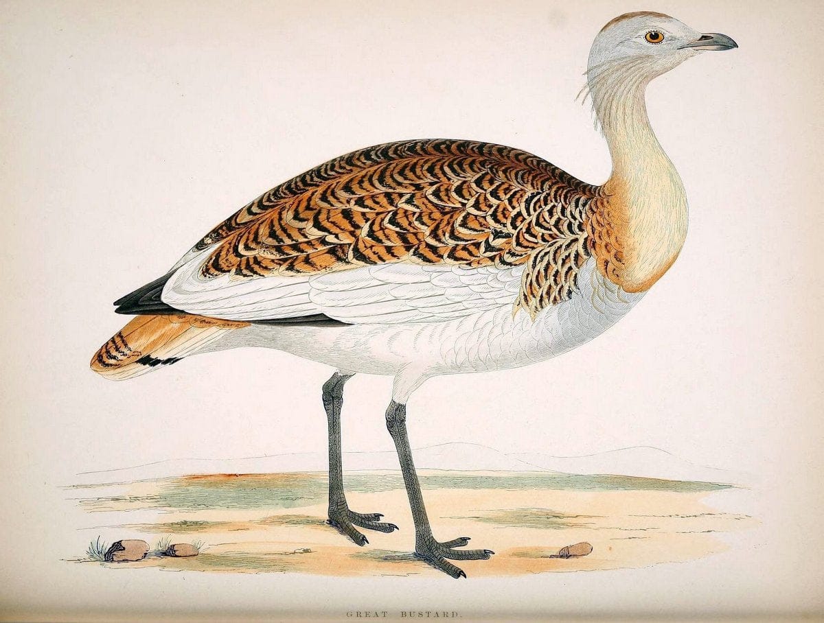 British game birds and wildfowl /.London :Groombridge and Sons . ,1855.  | Birds "Game and game-birds" "Great Britain" "Pictorial works" | Vintage Print Reproduction 464214