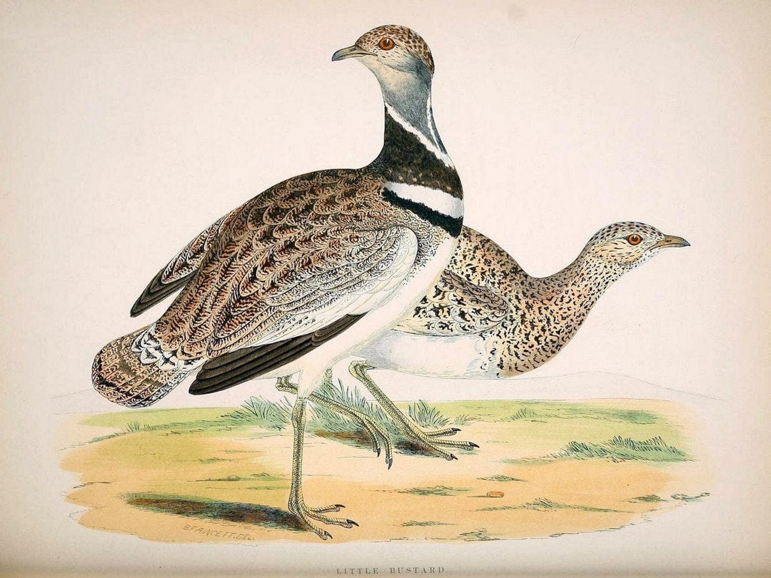 British game birds and wildfowl /.London :Groombridge and Sons . ,1855.  | Birds "Game and game-birds" "Great Britain" "Pictorial works" | Vintage Print Reproduction 464215