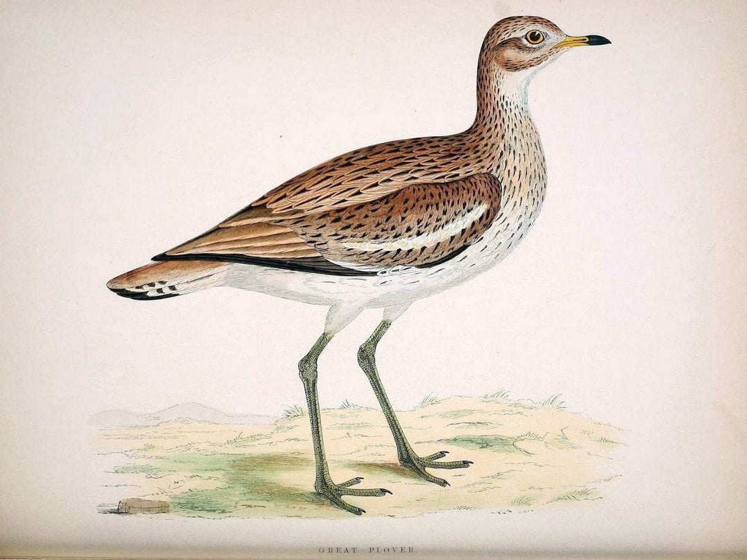 British game birds and wildfowl /.London :Groombridge and Sons . ,1855.  | Birds "Game and game-birds" "Great Britain" "Pictorial works" | Vintage Print Reproduction 464216