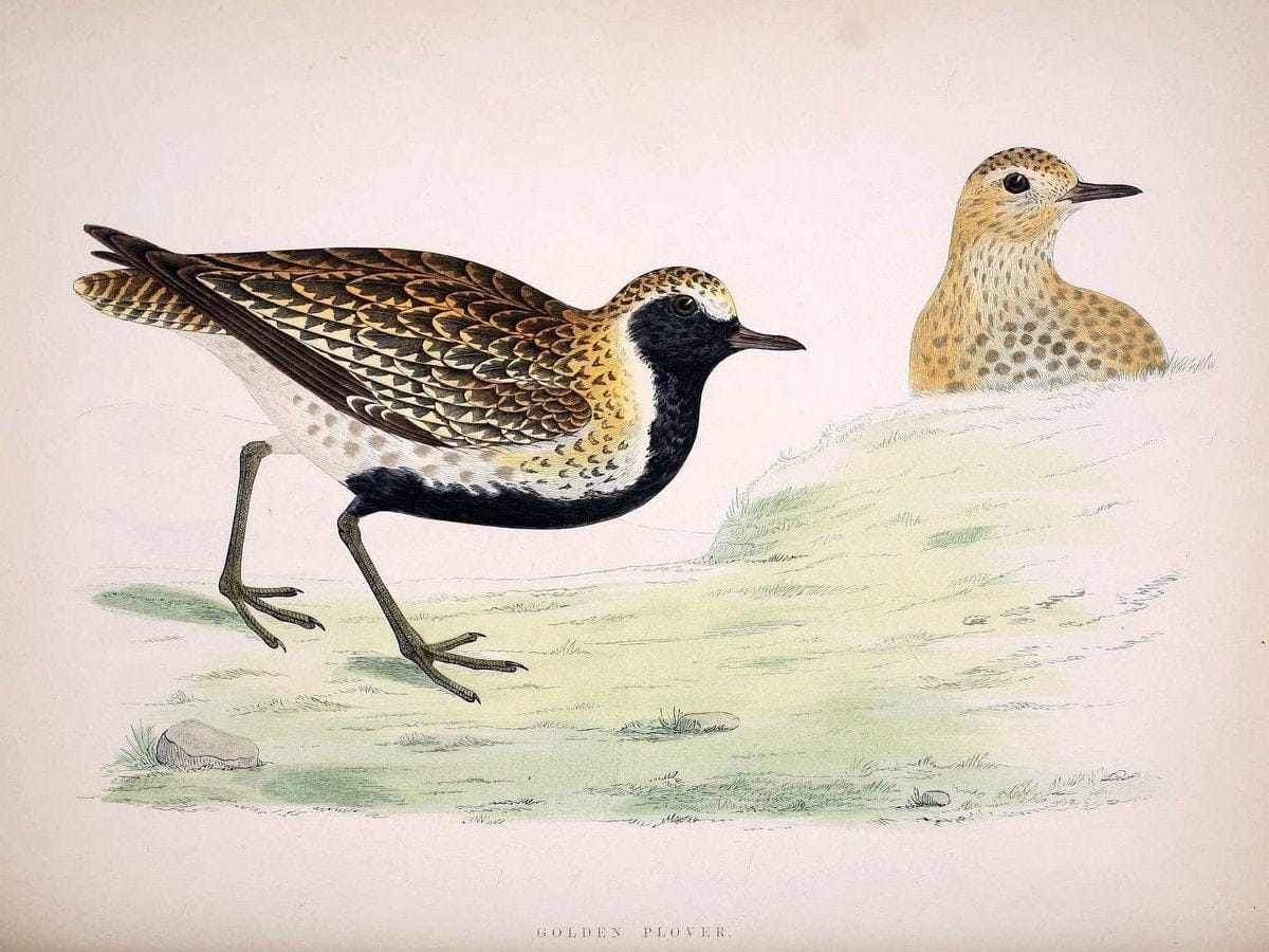 British game birds and wildfowl /.London :Groombridge and Sons . ,1855.  | Birds "Game and game-birds" "Great Britain" "Pictorial works" | Vintage Print Reproduction 464217