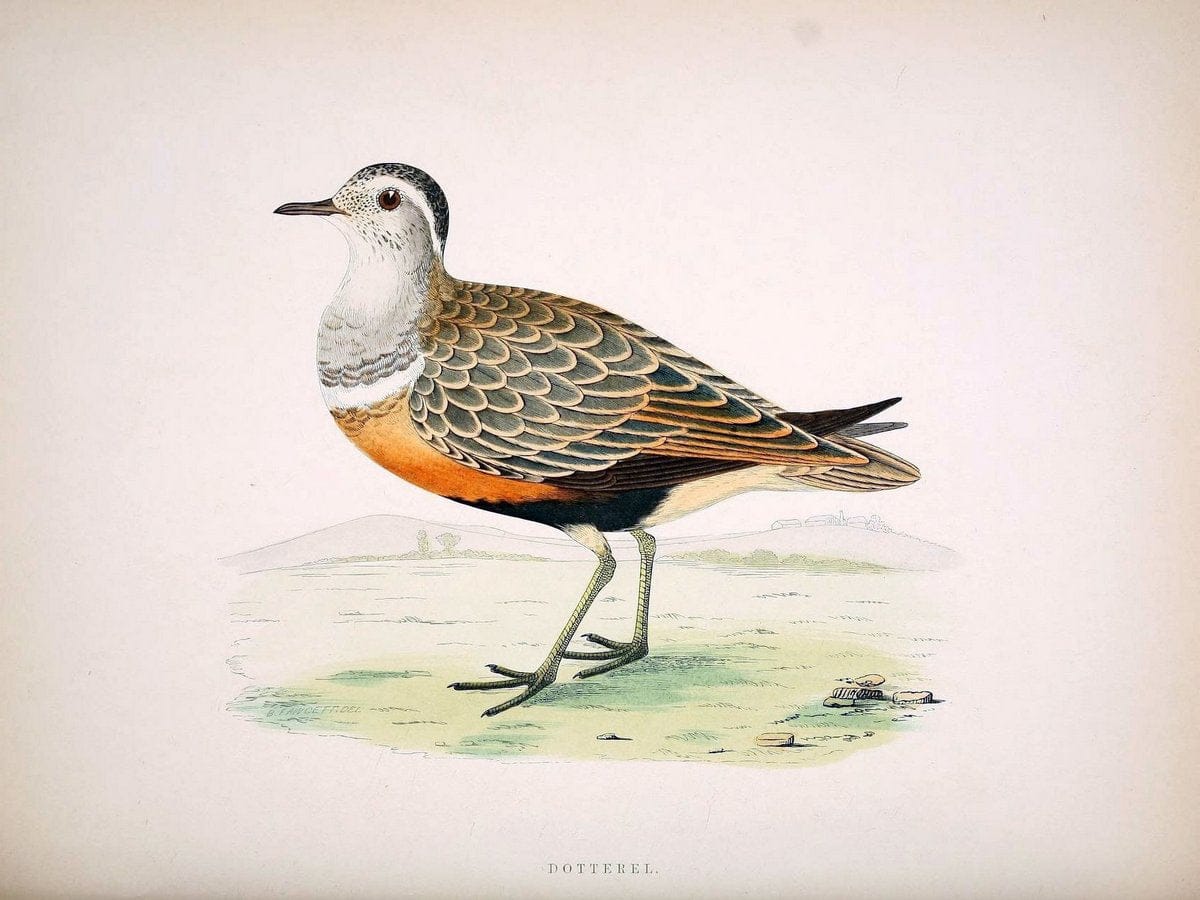 British game birds and wildfowl /.London :Groombridge and Sons . ,1855.  | Birds "Game and game-birds" "Great Britain" "Pictorial works" | Vintage Print Reproduction 464218