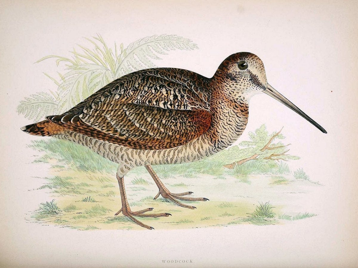 British game birds and wildfowl /.London :Groombridge and Sons . ,1855.  | Birds "Game and game-birds" "Great Britain" "Pictorial works" | Vintage Print Reproduction 464219