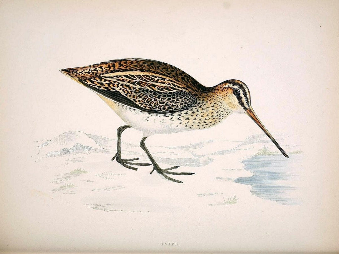 British game birds and wildfowl /.London :Groombridge and Sons . ,1855.  | Birds "Game and game-birds" "Great Britain" "Pictorial works" | Vintage Print Reproduction 464221