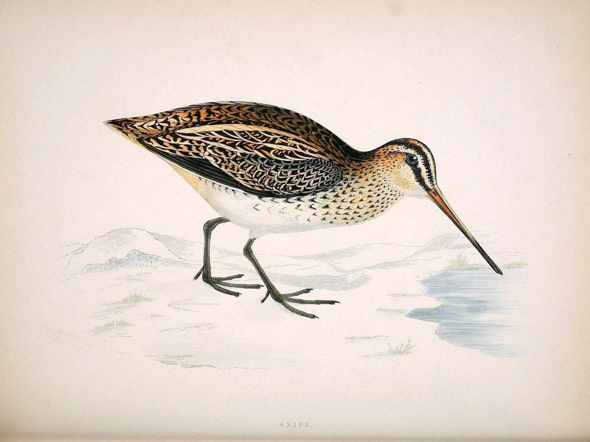 British game birds and wildfowl /.London :Groombridge and Sons . ,1855.  | Birds "Game and game-birds" "Great Britain" "Pictorial works" | Vintage Print Reproduction 464221