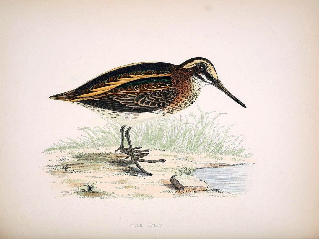 British game birds and wildfowl /.London :Groombridge and Sons . ,1855.  | Birds "Game and game-birds" "Great Britain" "Pictorial works" | Vintage Print Reproduction 464222