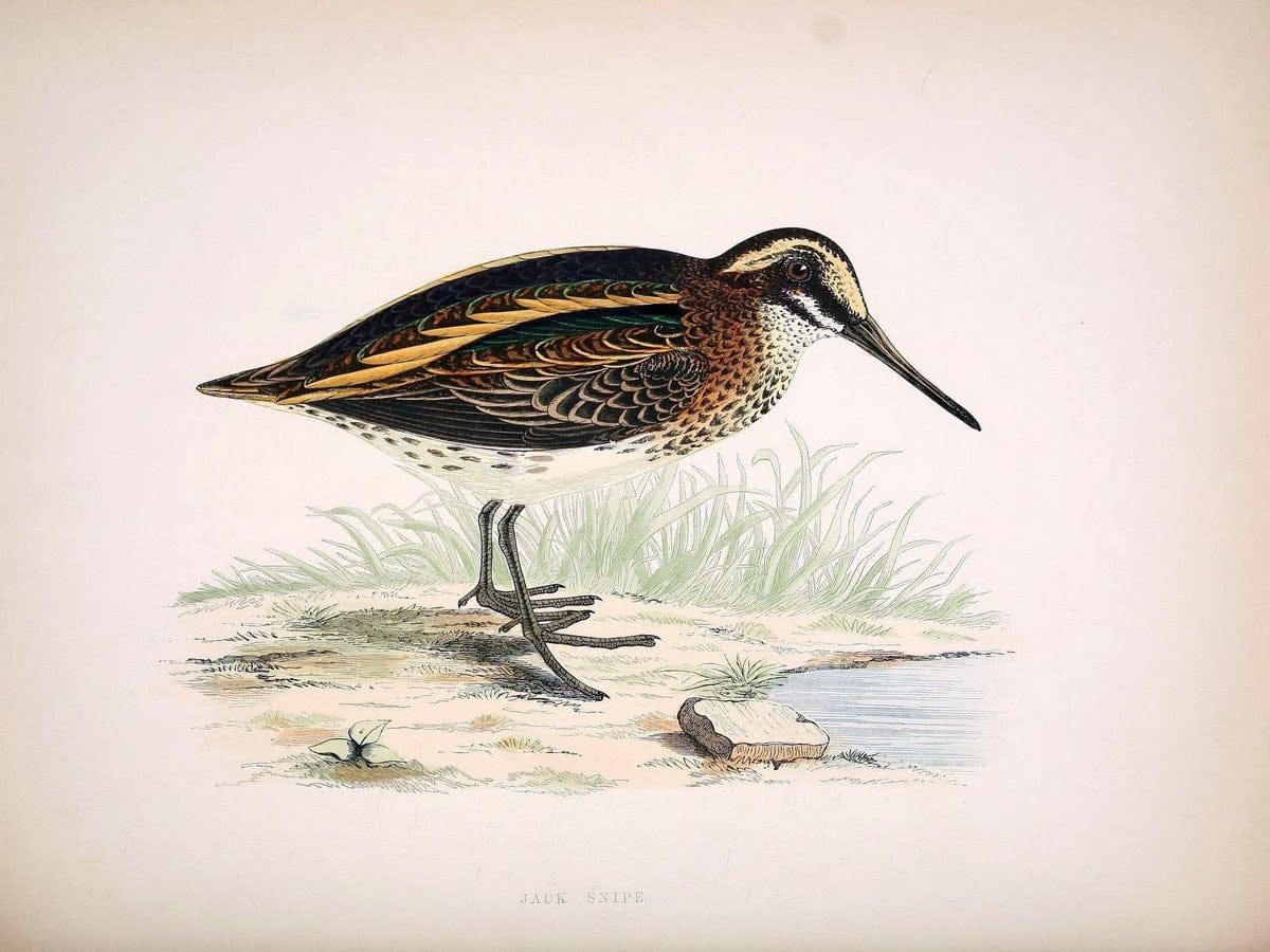 British game birds and wildfowl /.London :Groombridge and Sons . ,1855.  | Birds "Game and game-birds" "Great Britain" "Pictorial works" | Vintage Print Reproduction 464222