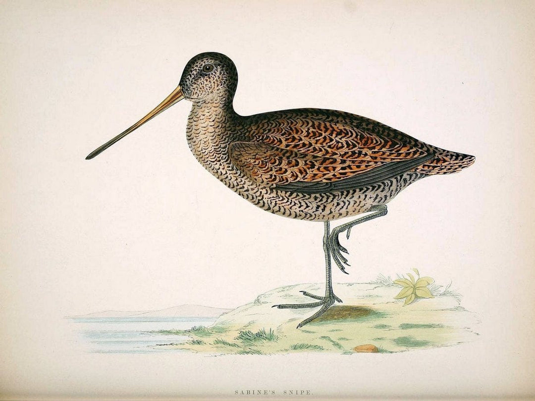 British game birds and wildfowl /.London :Groombridge and Sons . ,1855.  | Birds "Game and game-birds" "Great Britain" "Pictorial works" | Vintage Print Reproduction 464224