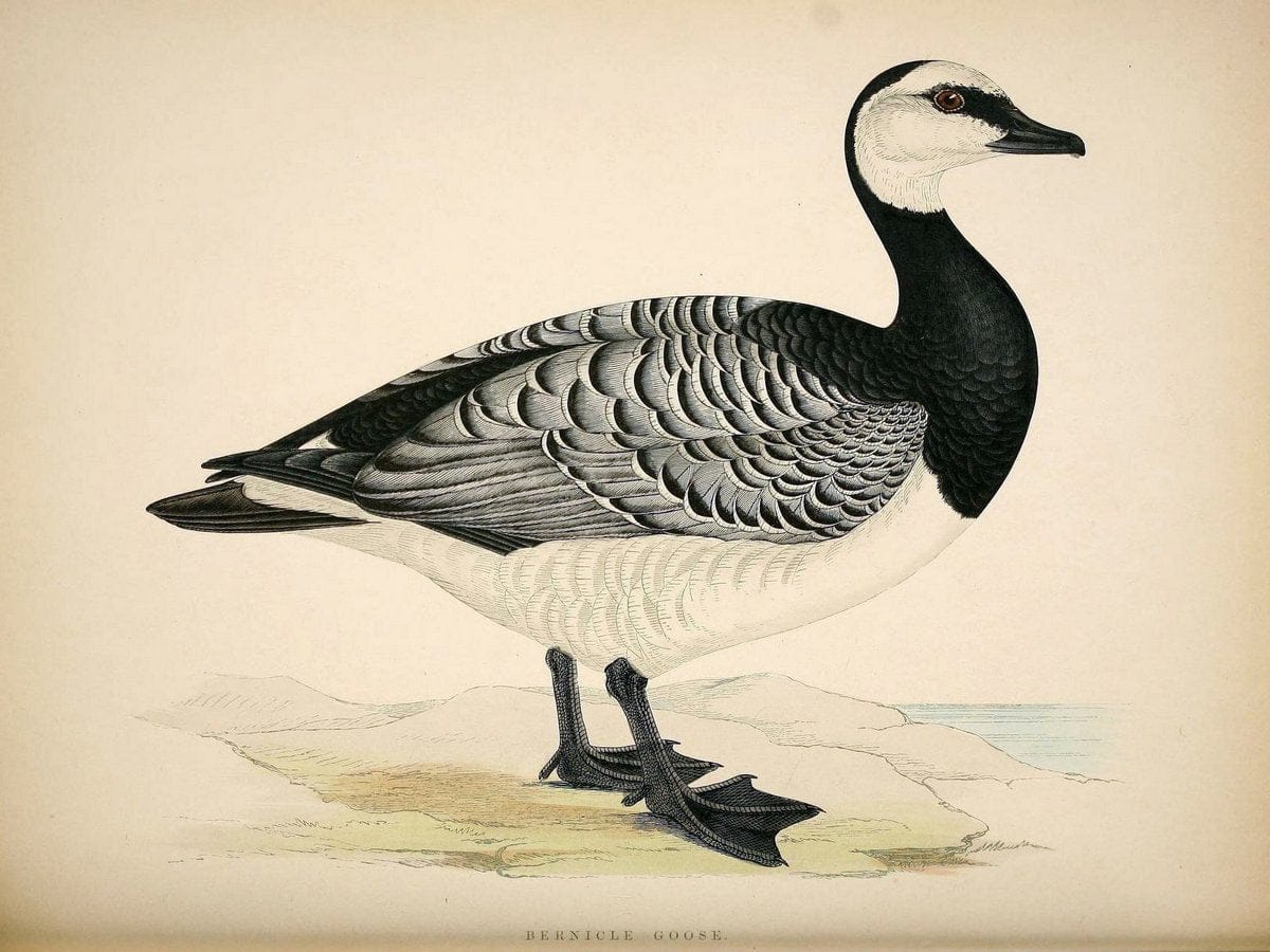 British game birds and wildfowl /.London :Groombridge and Sons . ,1855.  | Birds "Game and game-birds" "Great Britain" "Pictorial works" | Vintage Print Reproduction 464229