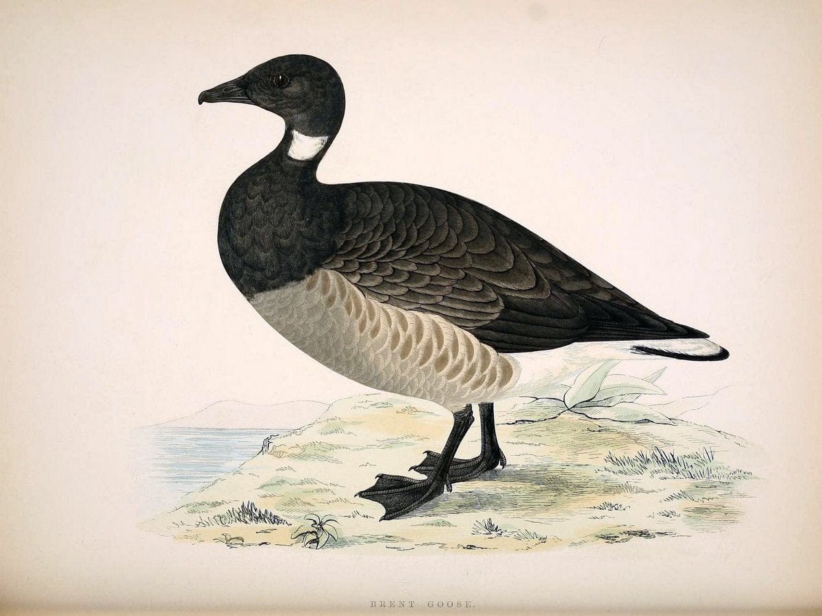 British game birds and wildfowl /.London :Groombridge and Sons . ,1855.  | Birds "Game and game-birds" "Great Britain" "Pictorial works" | Vintage Print Reproduction 464230