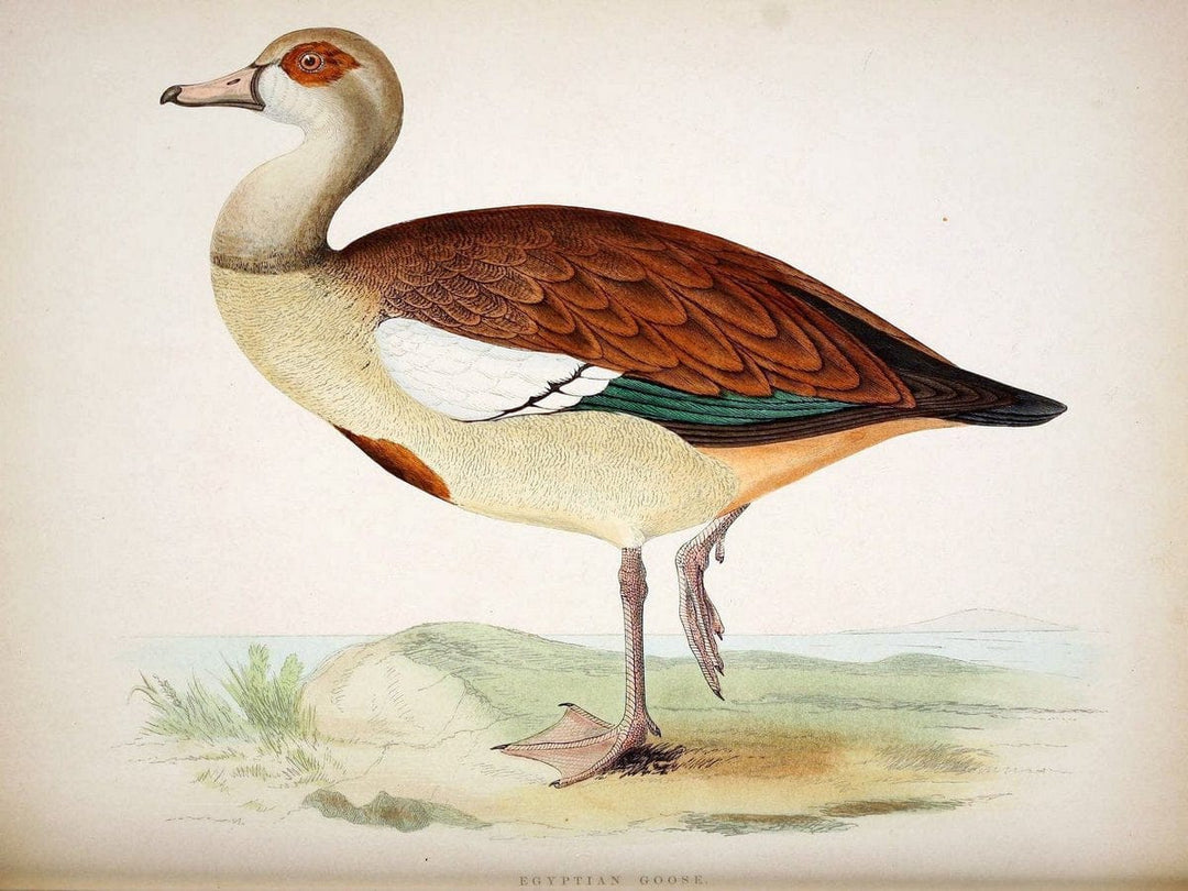 British game birds and wildfowl /.London :Groombridge and Sons . ,1855.  | Birds "Game and game-birds" "Great Britain" "Pictorial works" | Vintage Print Reproduction 464232