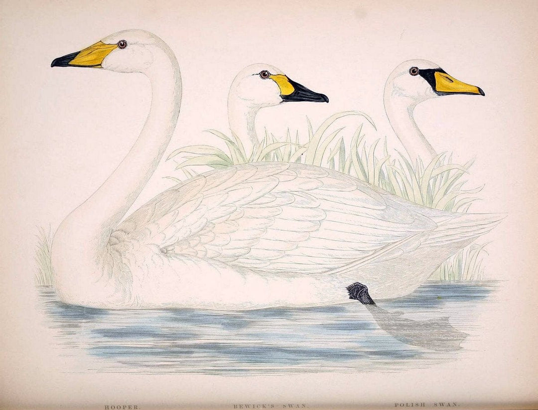 British game birds and wildfowl /.London :Groombridge and Sons . ,1855.  | Birds "Game and game-birds" "Great Britain" "Pictorial works" | Vintage Print Reproduction 464235