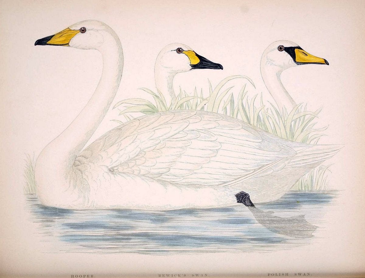 British game birds and wildfowl /.London :Groombridge and Sons . ,1855.  | Birds "Game and game-birds" "Great Britain" "Pictorial works" | Vintage Print Reproduction 464235