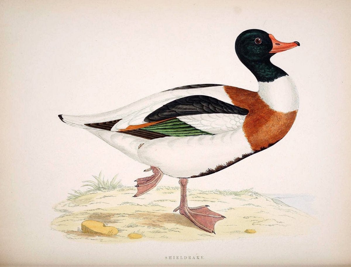 British game birds and wildfowl /.London :Groombridge and Sons . ,1855.  | Birds "Game and game-birds" "Great Britain" "Pictorial works" | Vintage Print Reproduction 464237