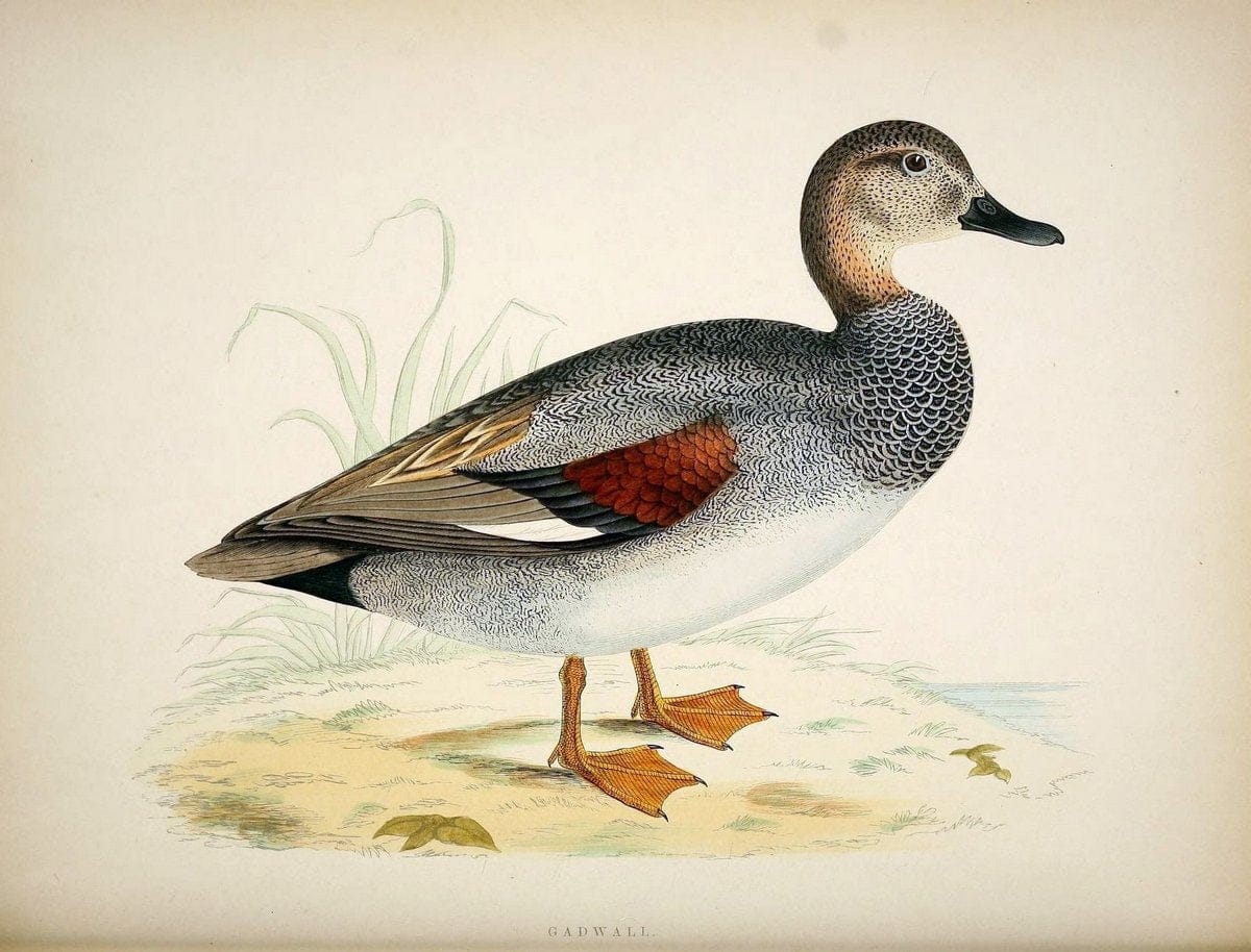 British game birds and wildfowl /.London :Groombridge and Sons . ,1855.  | Birds "Game and game-birds" "Great Britain" "Pictorial works" | Vintage Print Reproduction 464239